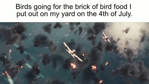 Every bird on the 4th of July