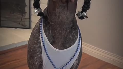 Funny pet | funny dog video