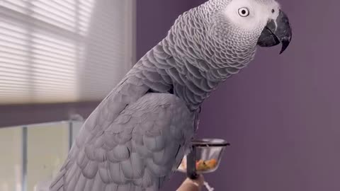 look at this parrot what funny things it says! 😂