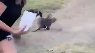 Breaking: Watch These Animals Do the Unexpected!