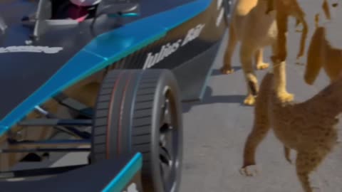 Race Car vs. Cheetah: A Race, Reflection, and Conservation Message
