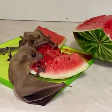 Bats devouring a watermelon