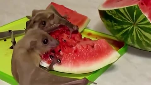 Bats devouring a watermelon