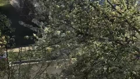 Bradford Pear Tree