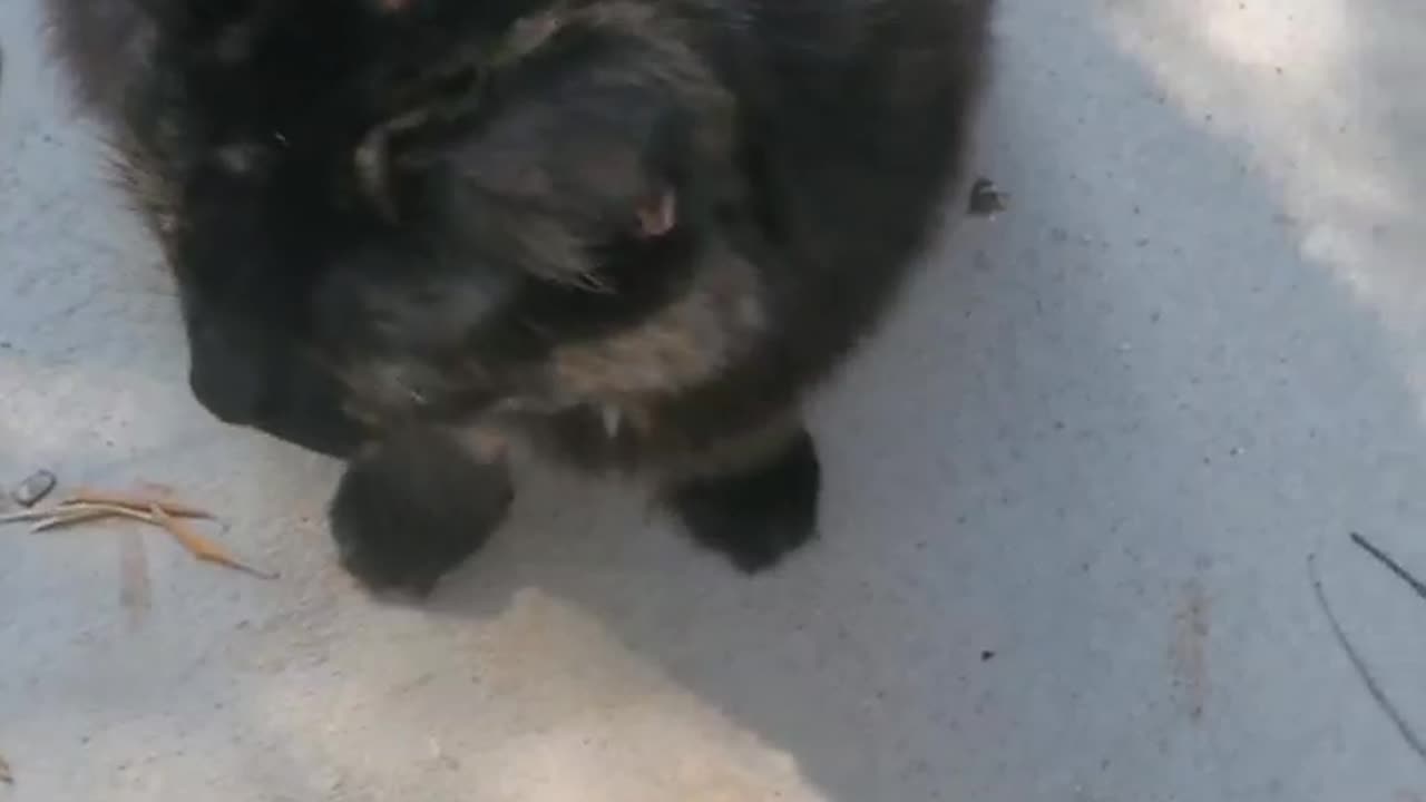 082625 Ms Stella is ready #cats