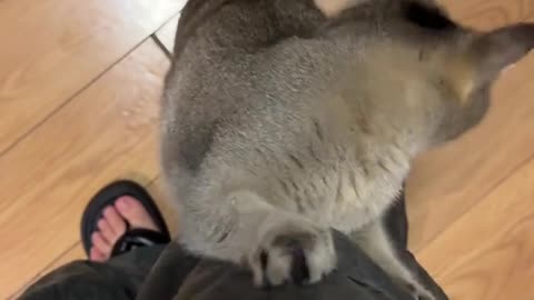 The ears stand up and it's time to work