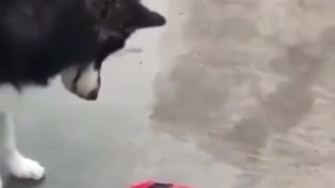 😅🐶 Their Naivety Is Hilarious! Poor Dog Moments | FunFM