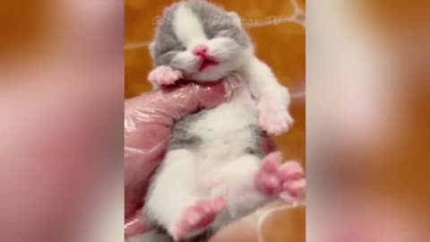 Top Cat and Dog Clips of 2026 😻🐾 Try Not to Laugh - Kittens & Puppies TV