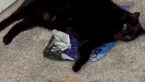 Cute Precious Piper is a Sweet Paperweight - Adopting a Cat from a Shelter Vlog #shorts