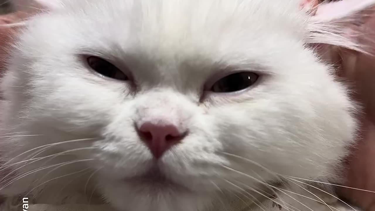 Full option pet 😺