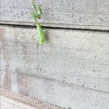 Praying mantis Newzealand