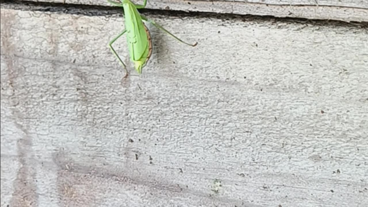 Praying mantis Newzealand