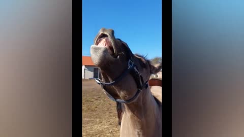 Best Funny Animal Video🤣🤣