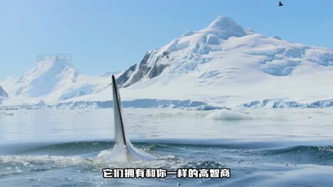 best scene of sea penguin