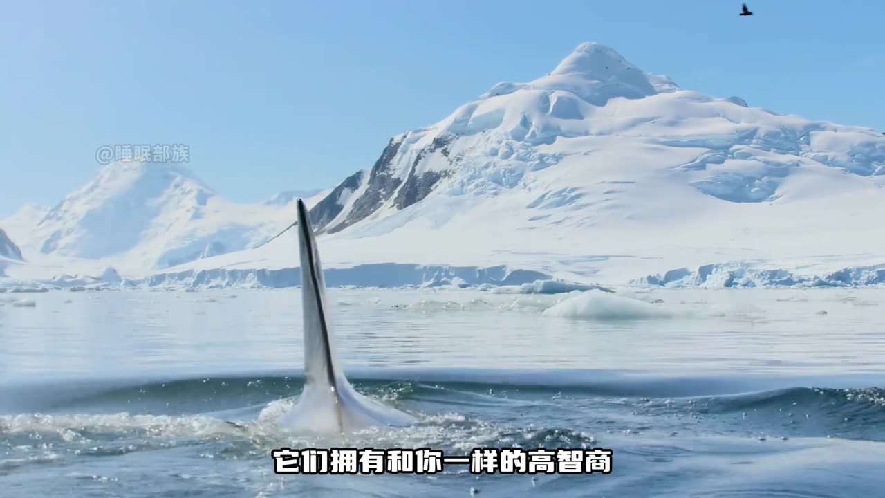 best scene of sea penguin