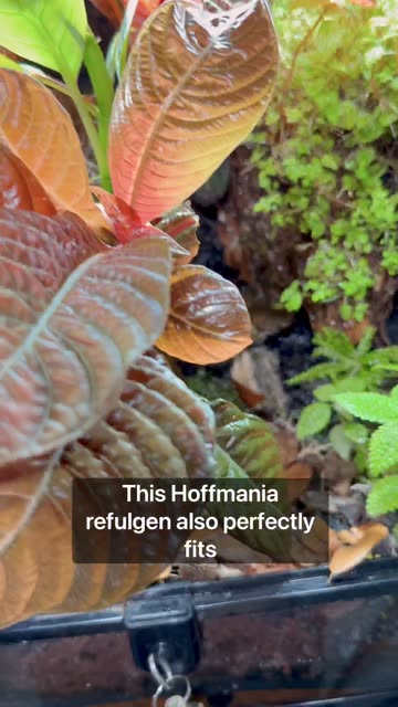 Best Plants For A Terrarium!