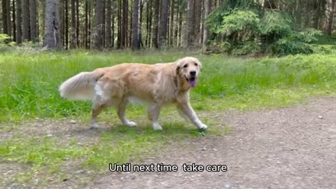 Why should you own a dog