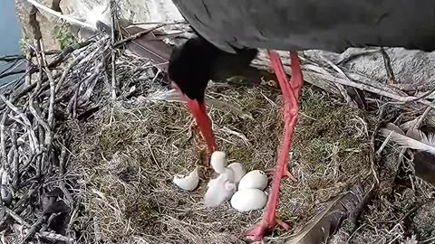 Black stork - 1 chick
