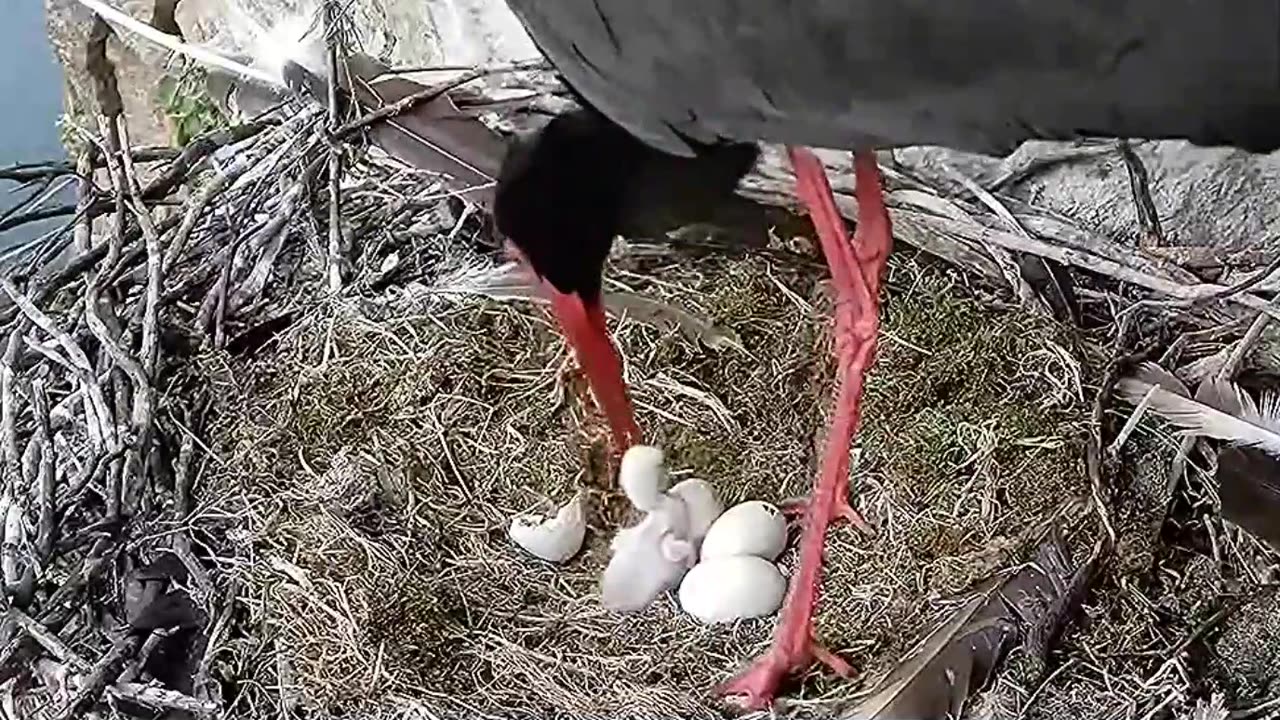 Black stork - 1 chick