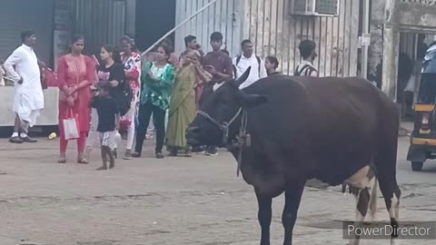 Encountering Stray Cows on the Streets of Mumbai | Raising Awareness