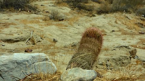 Close up on barrel cactus