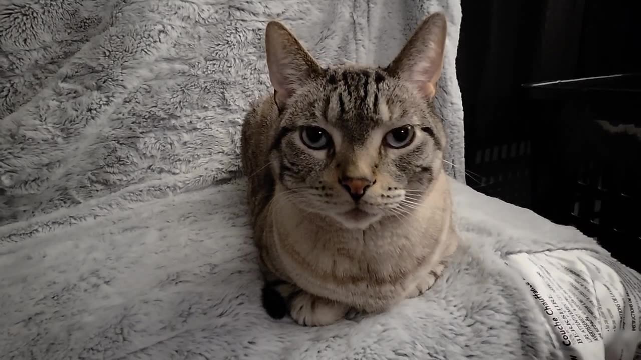 The Cutest Cat Loaf Ever: Watch to Smile 😺❤️