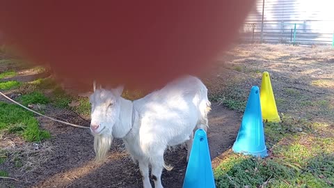 大晦日前の山羊さんの動画