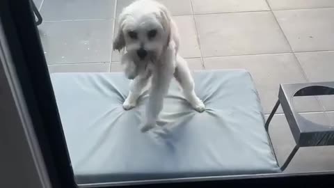 🤣🥋 You Won't Believe the Kung Fu Skills of My Guy! | FunFM