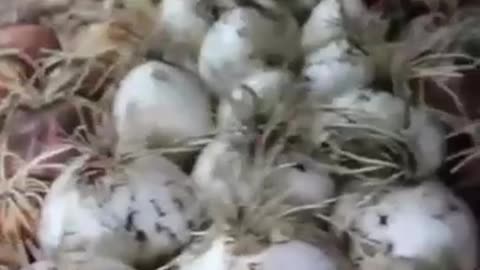 Onions