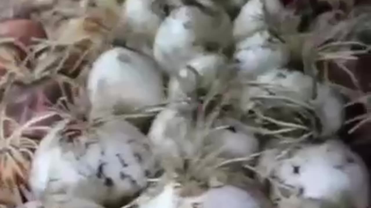 Onions