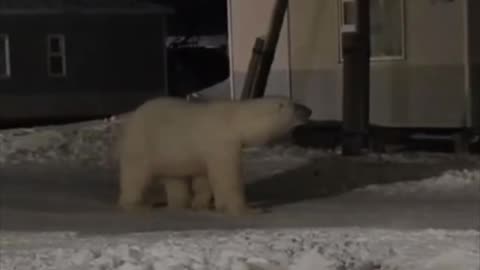 Un inusual visitante en el pueblo más oriental de Rusia