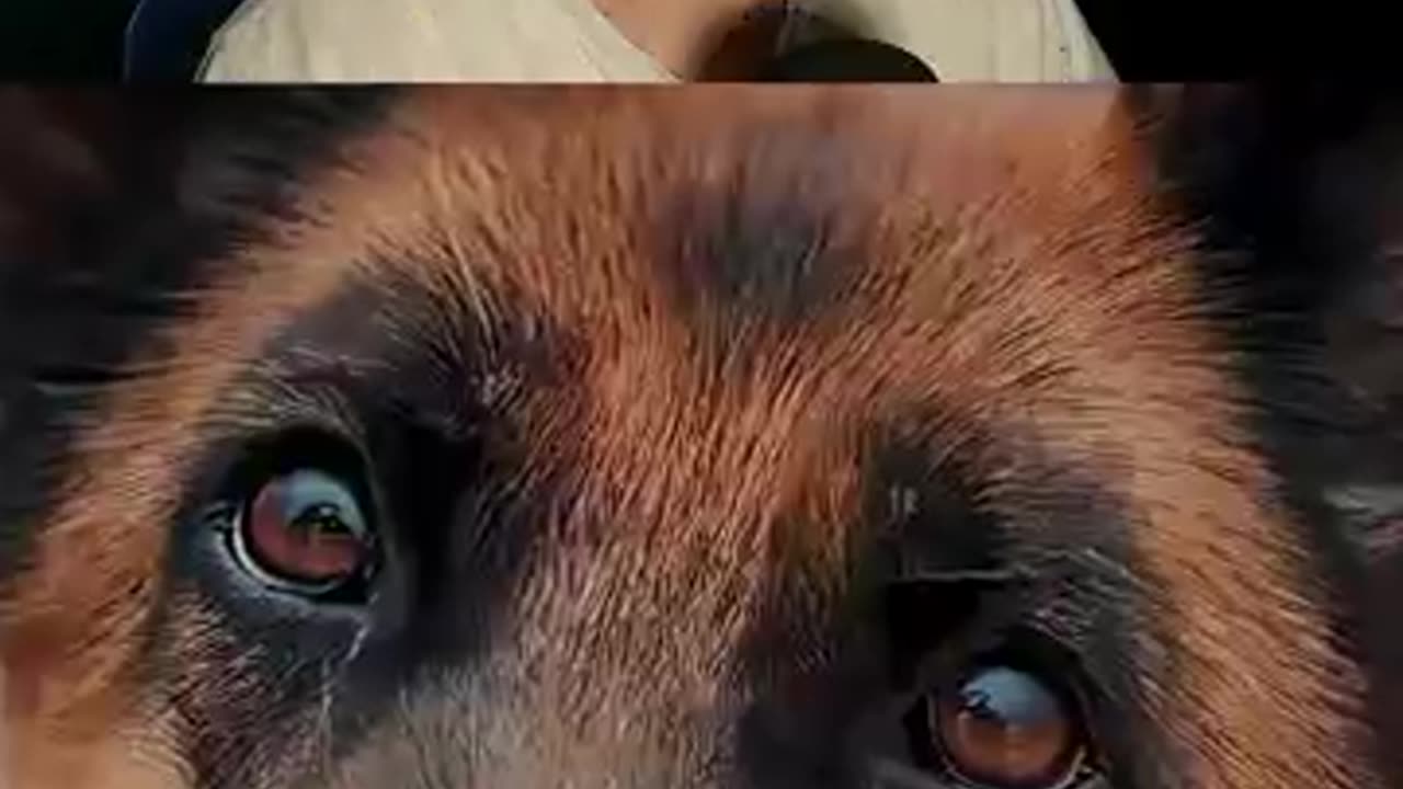 Shocking: poor dog gets left behind ☹️☹️