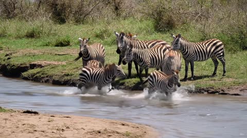 Hipko rescue zebra baby