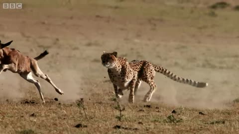 Cheetah chases wildebeest | The animal hunt
