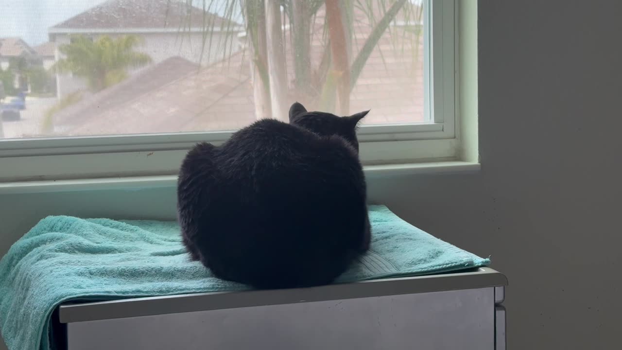 Cute Precious Piper Relaxes with the View Out the Spa Window - Adopting a Cat from a Shelter Vlog