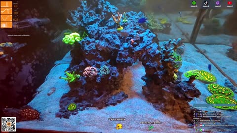 24/7 Real Live Reef Stream