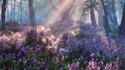 Beauty of Nature