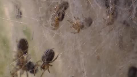 🧠✨ Incredible Self-Sacrifice of a Mother Spider! Nature's Survival Tactic | FeedMyCuriosity