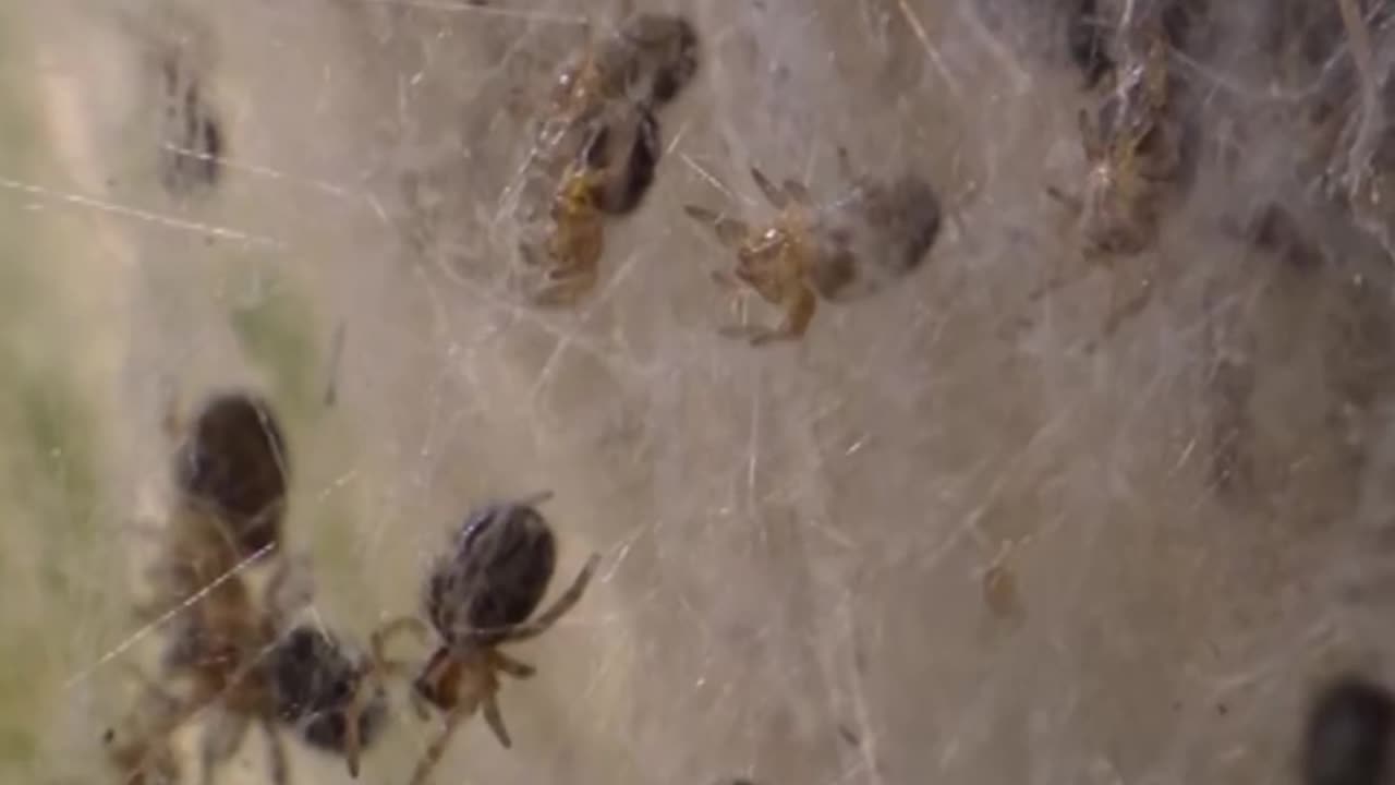 🧠✨ Incredible Self-Sacrifice of a Mother Spider! Nature's Survival Tactic | FeedMyCuriosity