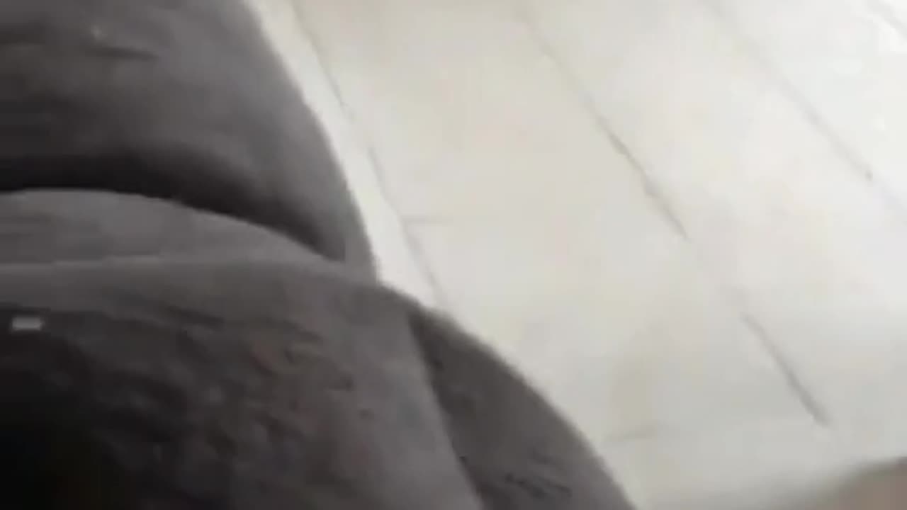 😍😍😘🔥 😍💦 FUNNY Animals and pet's💕😘 😘🔥 💕😘 😍💦 💦