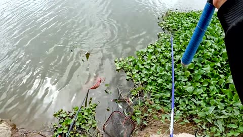 Bowfin Spear Fishing in Lake Marshes