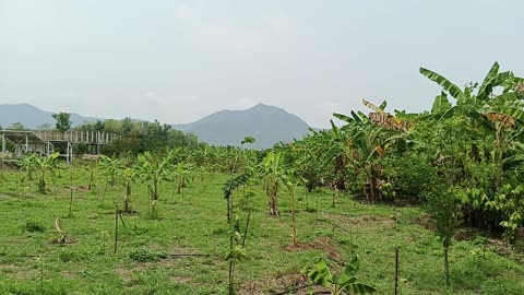 Cacao plantation Mae-On: 2025-05-10 08