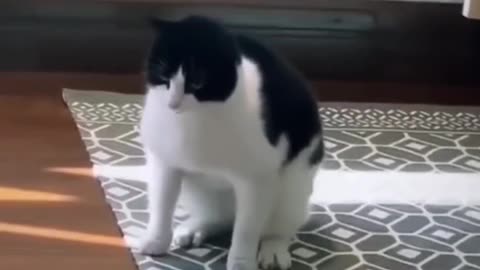 Adorable Pet Fails | Too Funny & Too Cute! 🏡🐶