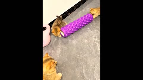 Some funny moments of cute kittens.