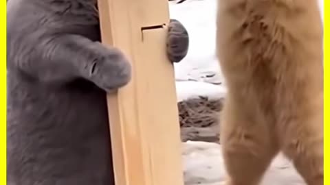 Cat with a Attitude (😈)