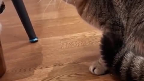 "Epic Cat Fight Battle! 😼⚔️ When Playtime Turns Into WAR!"