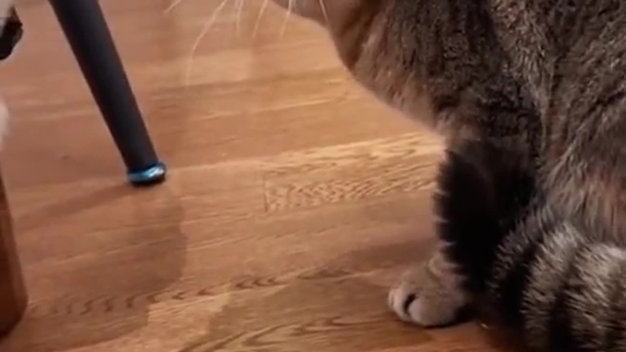 "Epic Cat Fight Battle! 😼⚔️ When Playtime Turns Into WAR!"