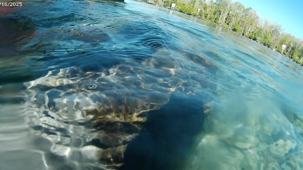 Homasassa River manatees