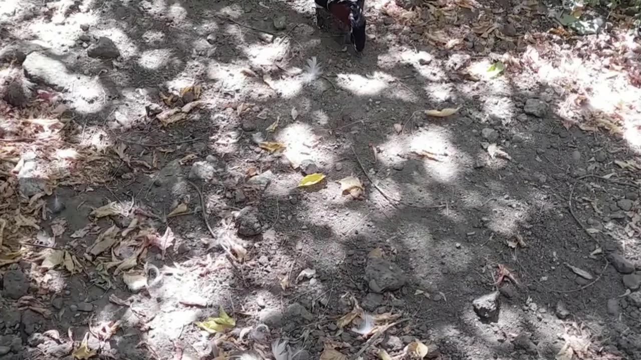 duck