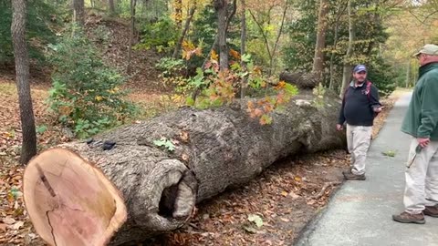 230 YEAR OLD TREE FALLS